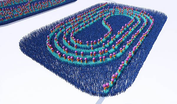 bioreceptors bonded to a coating on a photonic chip